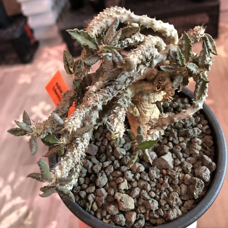 euphorbia tulearensis《大きめM size》※大きめの塊根を持つ希少性高きユーフォルビアの上、全体balanceも良き将来有望株‼︎※mad black pot植え