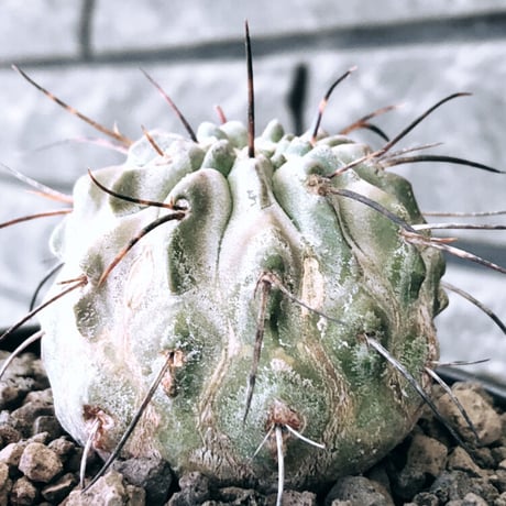 copiapoa cinerea ver.dealbata《M size》※現地球発根後店主国内管理8年株※上質黒士冠‼︎長い黒棘にwild肌質が堪らない※mad black bowl pot植え