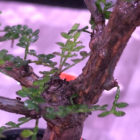 opercullicarya  packypus  littmon  seed🌱 《13年目株》※幹も太く表皮のボコボコも強く出た当店作り込み長き丈の締まったパキプス※mad black pot植え