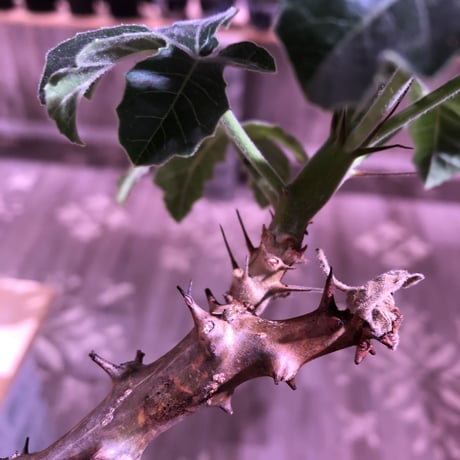 jatropha  fissispina 《L size》希少種希少size‼︎ ※大変仕上がった木質化&枝振りbalance株‼︎ ※限定1株