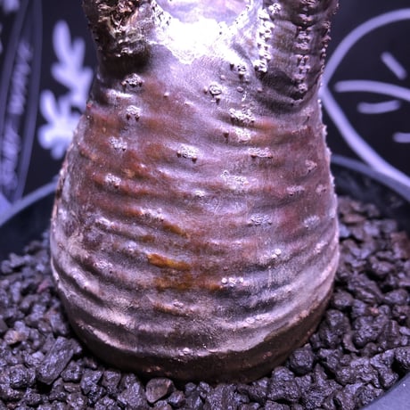 packypodium  gracilius 赤肌 《M size》  現地球  発根済み株   mad black pot植え（限定①株）