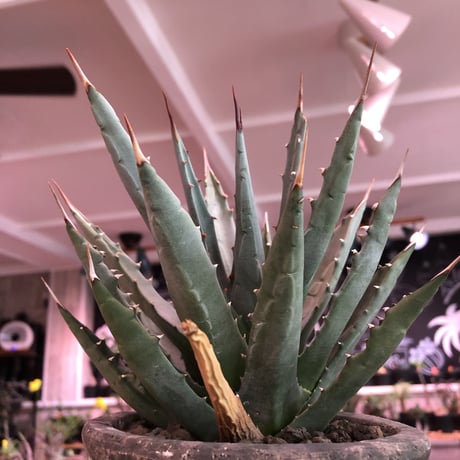 agave    utaensis  var, eborispina《大きめM size》※発根済株※良balance＆美しいエボリスピナ※陶器鉢植え