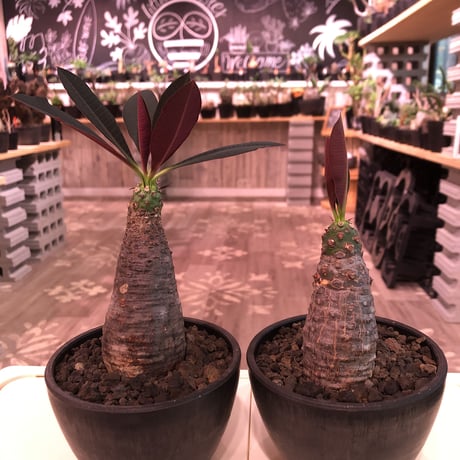 euphorbia   pachypodioides《M size》※恐竜の卵みたく肌質とボコボコ表皮が可愛くて堪らない‼︎※mad black bowl pot植え※ 限定2株 