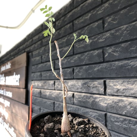 pachycormus discolor 象の木 littmon  seed🌱 《5年株》※成長極遅いなか美しく立派に育ってくれた繊細な一株※mad black bowl pot植え