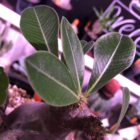 packypodium   enigmaticum《L  size》