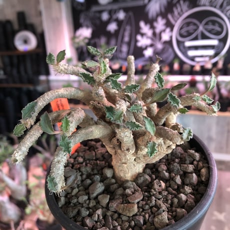 euphorbia tulearensis《L  size》※大変良き塊根と激しい枝振りを持つ希少性激高塊根ユーフォルビア‼︎丈も締まった将来有望株※mad black bowl pot植え