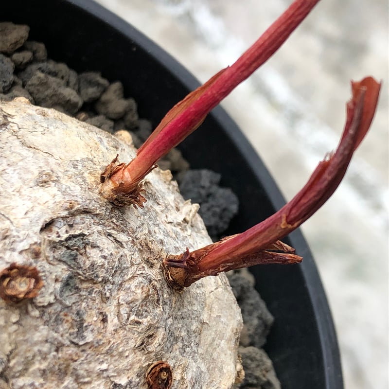 eriospermum mackenii《L size》※現地球株発根済※中々出会えないエリオ