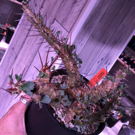 sarcocaulon  crassicaule《L size》