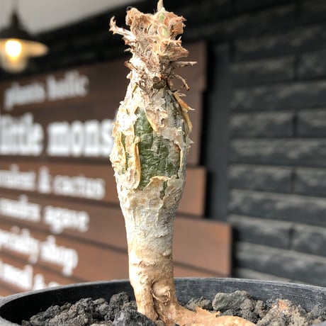 sesamothamnus rivae《大きめS size》※現地球株発根済※小振り現地球株は逆に珍しく白く美しくも味深き表皮のメクれが堪らない一株※black pot植え