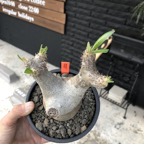 packypodium  inopinatum《M size》発根済み株‼︎  店主管理国内3年株
