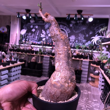 cyphostemma laza《大きめM size》※成熟株の証である表皮のメクれがありつつも大変美しい株質‼︎※限定2株