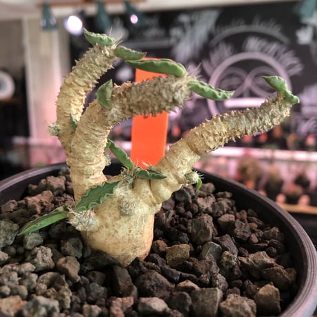 euphorbia tulearensis《M size》※枝も肉厚で太くかっこ良く塊根も丁度良きサイズ感のおすすめ株‼︎美しく希少性激高塊根ユーフォルビア※mad black pot植え