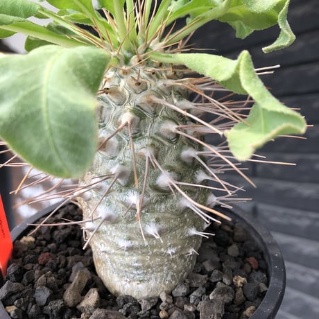 pachypodium namaquanum 光堂《大きめL size》littmon seed🌱※中々見かけないはずのサイズ感のとびきり丸み強きかわいい一株※mad black pot植え