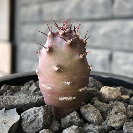 euphorbia  pachypodioides《S size 》※littmon seed🌱※まだまだ小振りが故に今後の成長過程をより感じられる一株※mad black pot植え