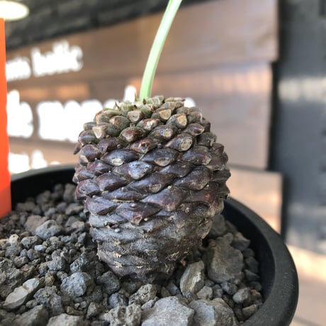 euphorbia bupleurifolia《大きめM size 》※まん丸球体株※現地球発根後店主国内管理5年株※ボコボコ肌にまん丸球体感が堪らない一株※mad black pot植え