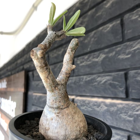pachypodium gracilius《大きめS size》※現地球発根後店主国内管理3年株※美しい現地焼け肌に球体株元&屈折した捻くれ枝が愛くるしい‼︎※mad black pot植え