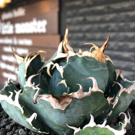 agave titanota  白鯨強棘陽炎bowl type《L size》※現地球株発根済※ウネウネ最高の鋸歯に幅広肉厚ボウルタイプ※black bowl pot植え