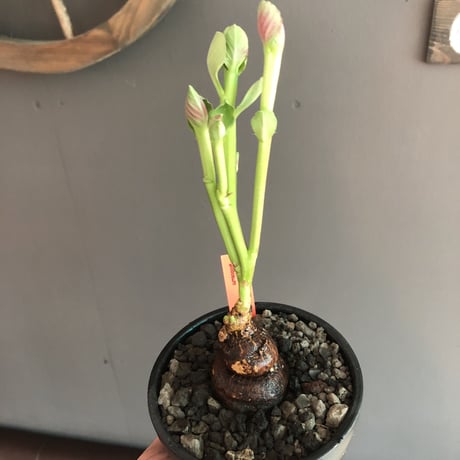 monadenium globosum《L  size 》※現地球発根済株※激希少‼︎黒ツル肌に赤葉が大変美しく白花のcontrastも堪らない渾身の一株※mad black bowl pot植え