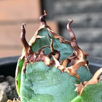 agave titanota  白鯨陽炎type《S size》※現地球株発根済 ⑤※唸り良き鋸歯に幅広肉厚タイプ※black pot植え