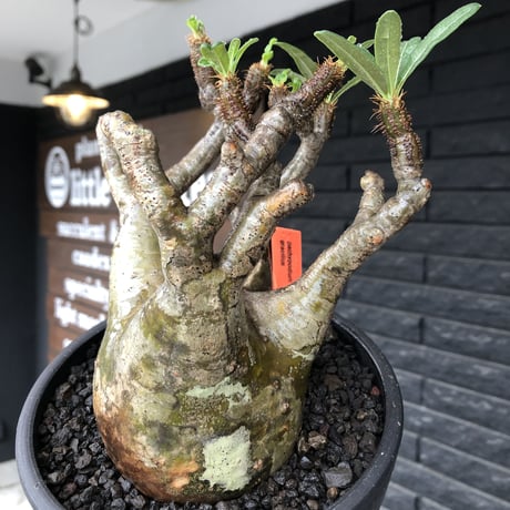 pachypodium gracilius《小さめL size》※現地球発根後店主国内管理3年株※極balance樹形&半端なき躍動する枝振りが堪らない※mad black bowl pot植え