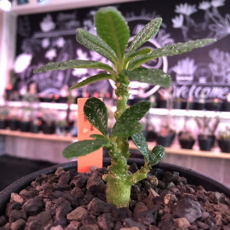 希少 dorstenia   gigas《大きめS size》littmon  seed🌱　株幹幅共にずっしり構えで良き枝ぶりの将来有望ギガス‼︎※mad black bowl pot植え