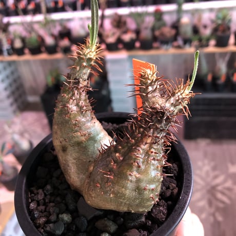 packypodium  gracilius《 大きめS  size》W-he'd※現地球発根済※左右アシンメトリーなwild二分頭グラキ‼︎可愛さとの二面性感じる一株※mad black pot植え