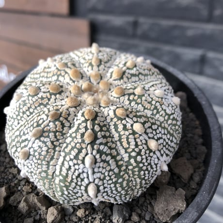 astrophytum asterias var.ミラクル兜《L size》大きめ且つ極白肌が堪らない‼︎希少兜※店主国内管理9年株  ※mad black bowl pot植え