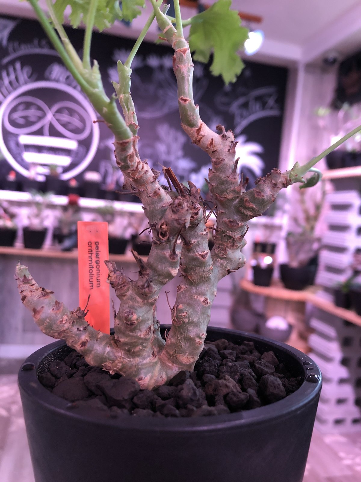 pelargonium crithmifolium《S size》※塊根部分から芽吹き年々