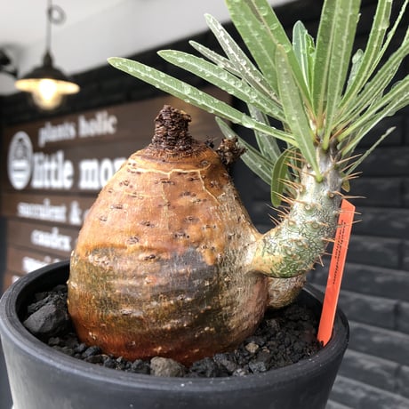 pachypodium gracilius《大きめM size》※現地球株発根済※成長点潰れ&ワイルド現地焼け肌‼︎子孫繁栄意識高く胴吹き枝の装いが堪らない良樹形※mad black pot植え