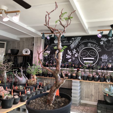 commiphora   monstrosa《 M  size》※現地球発根済株※店主国内管理3年株※weight低く幹も太めな枝振りバランス良きモンスト‼︎※black tall pot植え