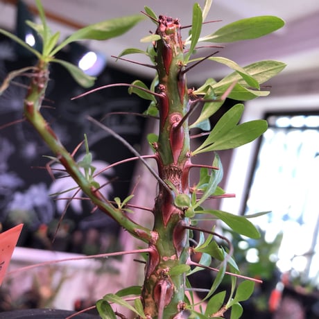 fouquieria  purpusii《M size》 ※希少株 ※mad  black  pot植え