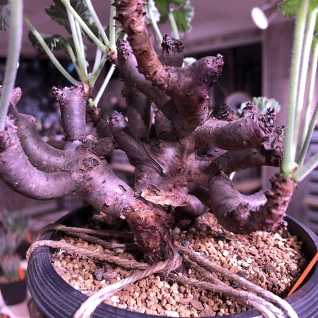 pelargonium  mirabile