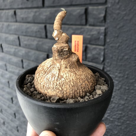 euphorbia   subapoda《M size 》特化した球体&扁平樹形が愛くるしくて堪らないスバポダ‼︎※mad black bowl pot植え