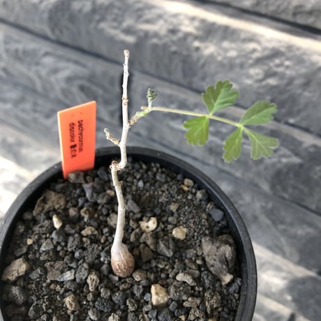 pachycormus discolor 象の木 littmon  seed🌱 《4年株》※成長極遅いなか美しく立派に育ってくれた繊細な一株※mad black bowl pot植え