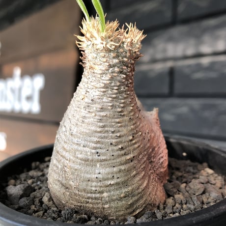 pachypodium gracilius《大きめS size》※極短枝ぼってり株※現地球発根後店主国内管理3年株※極短枝且つぼってり愛くるしい一株※mad black pot植え
