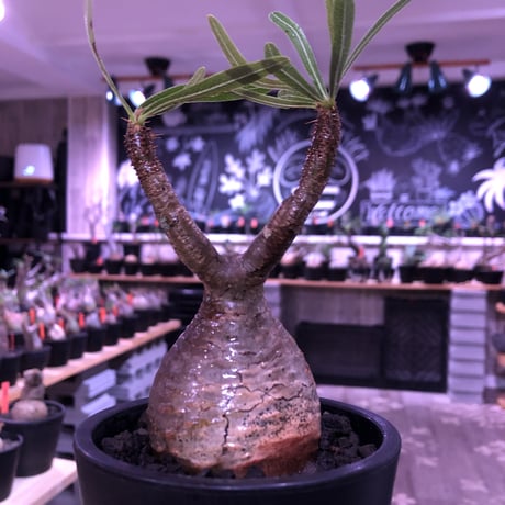 pachypodium  gracilius《大きめS size》球体樹形※現地球発根済株※店主国内管理2年株※特化した表皮柄＆株元まん丸樹形なかわいいグラキ※mad black pot植え