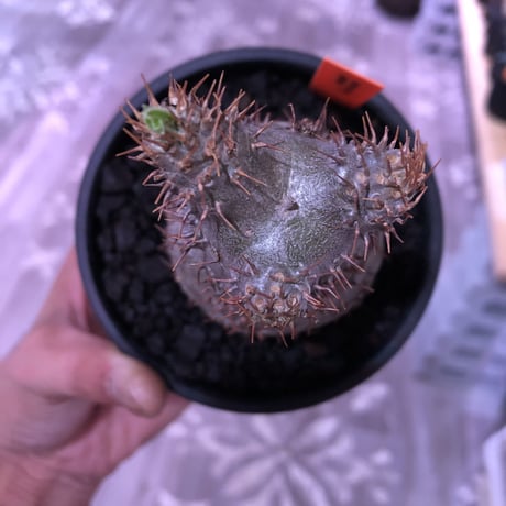 packypodium  gracilius 《M size》  現地球  発根済み株   mad black bowl pot植え（限定①株）