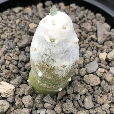 othonna   cyclophylla《大きめS size》※littmon seed🌱※白く丸々とした可愛さからの今後の成長と表皮の変色も楽しめる一株※mad black bowl pot植え