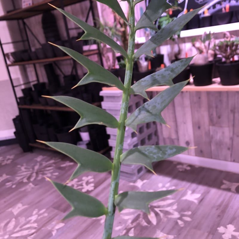 encephalartos horridus《L size》球体美株‼︎ | plants...