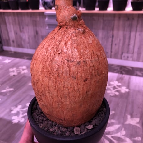 ［オークション］アデニウム ソマレンセ （検索:現地球、オベスム）塊根 大株 アデニウムオベスム | STORES