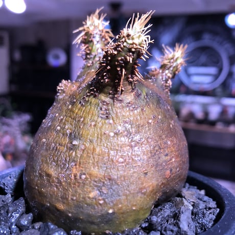 packypodium  gracilius《大きめS size》驚愕ぼってり樹形※現地球発根済株※店主国内管理2年株※短枝で堪らないほど低重心‼︎とびきりぼってり樹形※mad black pot植え