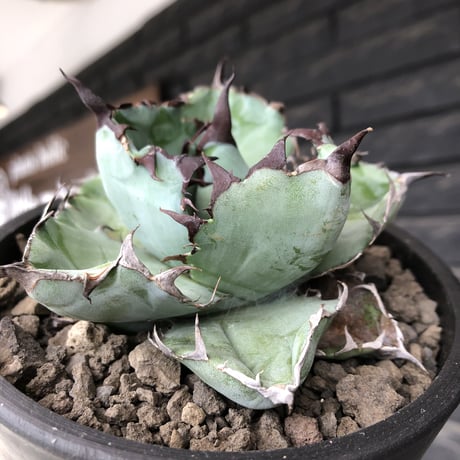 agave titanota black&blue 強棘《M size》選抜株※現地球株発根済※極めて纏まり締まり良き厳つさが堪らないワイルド株※mad black pot植え