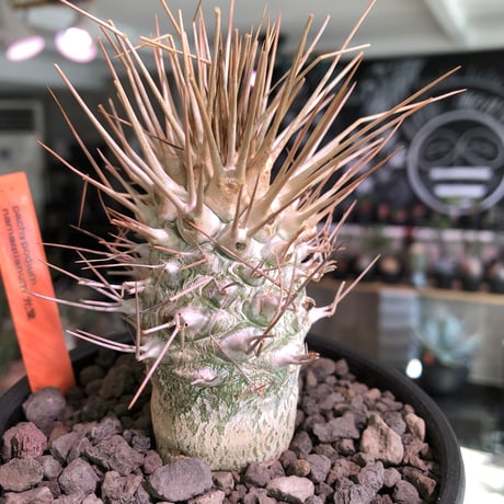 packypodium  namaquanum 光堂《L size》littmon seed🌱※激希少大きめ光堂‼︎時間かけしっかり育てた渾身の一株‼︎※mad  black bowl pot植え