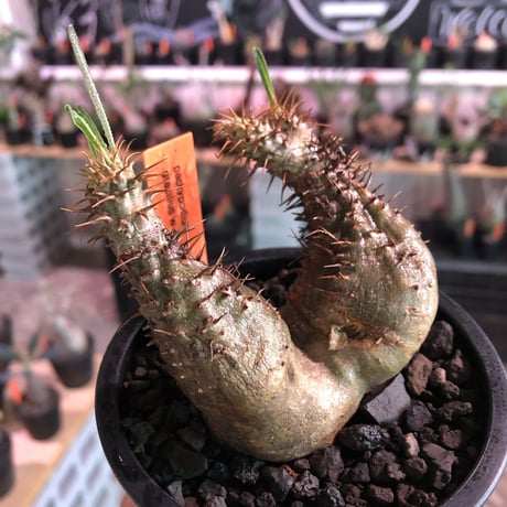 packypodium  gracilius《 大きめS  size》W-he'd※現地球発根済※左右アシンメトリーなwild二分頭グラキ‼︎可愛さとの二面性感じる一株※mad black pot植え