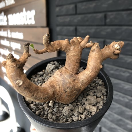euphorbia  itremensis 《L size》※現地球発根済株※店主国内管理3年株※weight低くロボットみたく枝を伸ばし身体中ボコボコ芽吹き装も変形※mad black pot植え