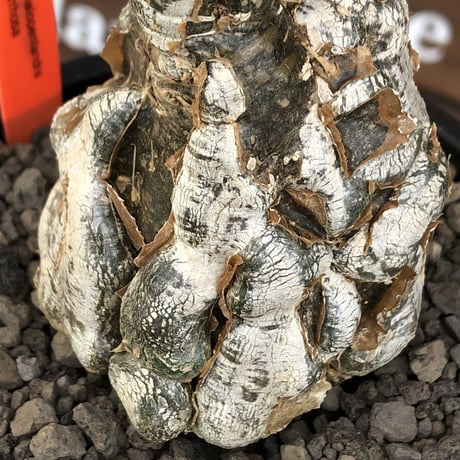 cephalopentandra ecirrhosa《 L size》ゴツゴツ極太株※現地球発根済株※店主国内管理7年株※幹のボコボコ感が強きパキプスかの如く厳つい一株※mad black pot植え
