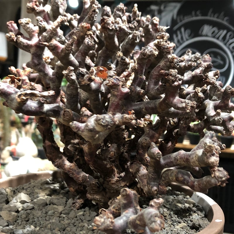 pelargonium mirabile《XL size》※現地球大株発根済※主幹太く幹上が