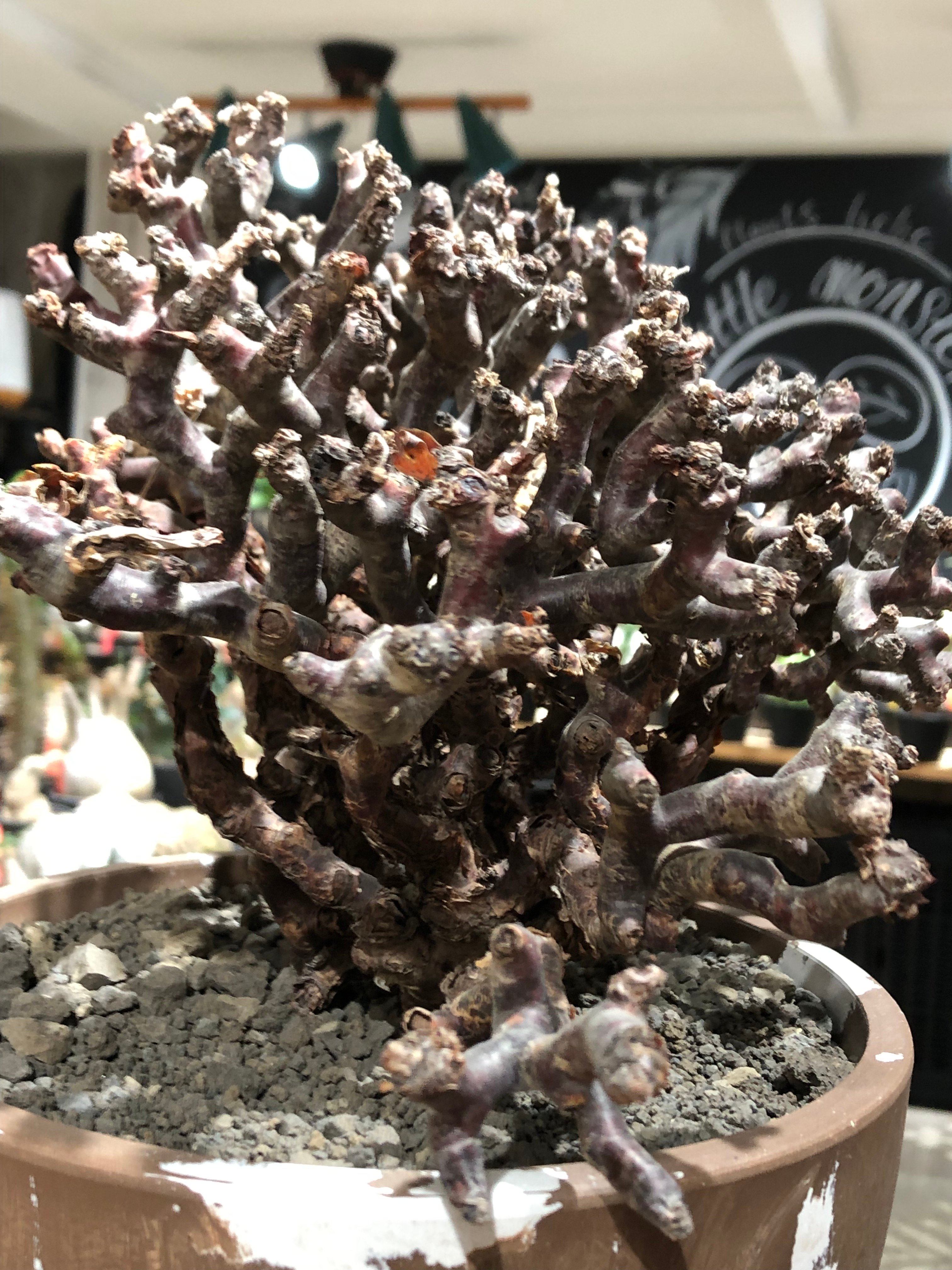 pelargonium mirabile《XL size》※現地球大株発根済※主幹太く幹上が