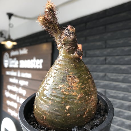 pachypodium gracilius《小さめM size》※希少‼︎極green肌ぼってり樹形※現地球発根後店主国内管理4年株※カラーも樹形も堪らない一株※mad black pot植え