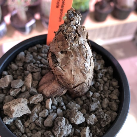 pelargonium  triste《M  size》※株元は仁王立ちのプリっと丸めなトリステ※mad black pot植え